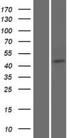 Human SAXO2 / FAM154B Protein (Over-Expression Lysate Myc-DDK (Flag))