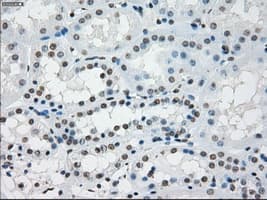 PRKY Antibody (clone OTI3E10, Carrier-free)