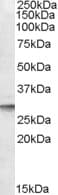 IHC-plus™ DPM1 Antibody (aa15-28)