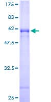 Human CLEC10A / CD301 Protein (Recombinant GST)