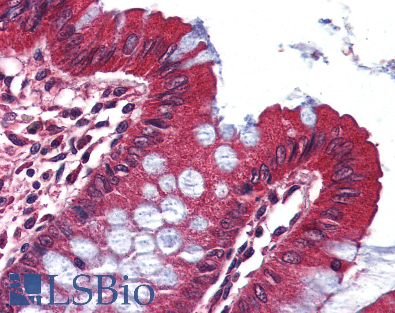 IHC-plus™ KCNA3 / Kv1.3 Antibody (C-Terminus)