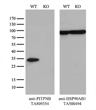 PITPNB Antibody (clone OTI5D11)