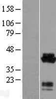 CNN3 Protein (Over-Expression Lysate Myc-DDK (Flag))