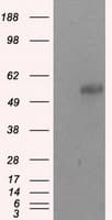 BAP / SIL1 Antibody (clone OTI1C4)