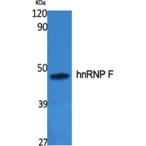 HNRNPF / hnRNP F Antibody (30-110 aa, N-terminal)