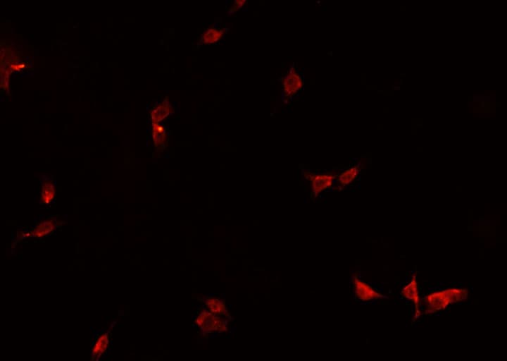 Polyclonal Rabbit anti-Human HEXIM1 Antibody (IF, WB)
