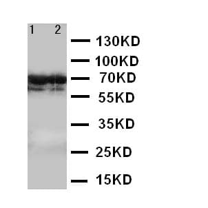 LMNB2 / Lamin B2 Antibody (aa580-597)