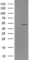 ZSCAN21 / Zipro1 Antibody (clone OTI2H8)