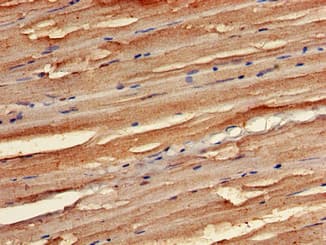 STK35 Antibody