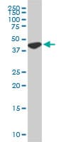 USF2 Antibody (clone 5F2)