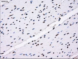 Monoclonal Mouse anti-Human ID3 Antibody (clone OTI12C7, IHC, IF, WB)
