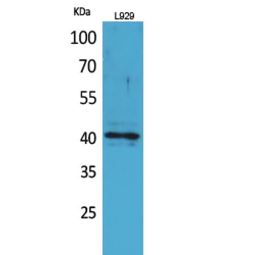 CCR3 Antibody (1-50 aa, N-terminal)