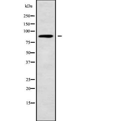 NUP88 Antibody