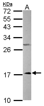 NDUFA12 / B17.2 Antibody (aa1-145)