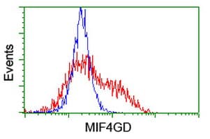 MIF4GD Antibody (clone OTI4C11)