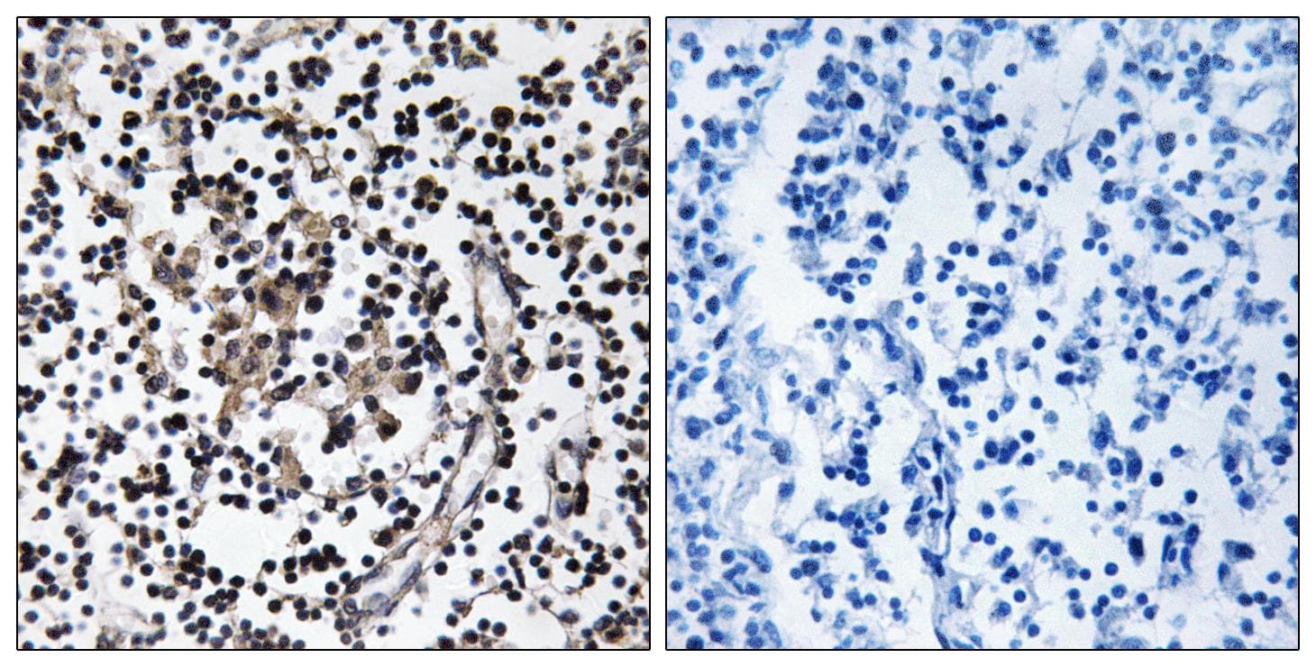 SLC30A4 Antibody