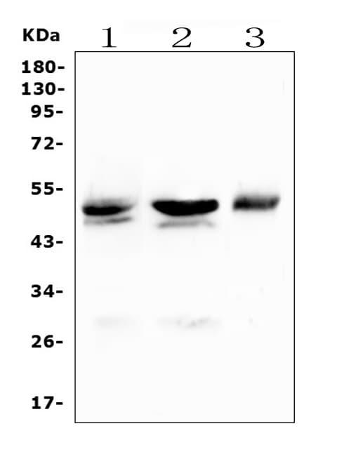 CD46 Antibody (aa366-392)
