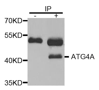 Polyclonal Rabbit anti-Human ATG4A Antibody (IHC, WB)