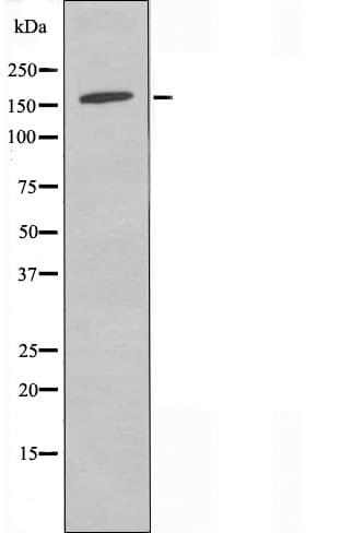 RGS12 Antibody