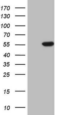 CDKL2 Antibody (aa291-493, clone OTI1D1, Carrier-free)