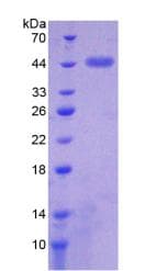 Mouse FUT8 Protein (Recombinant His,N-terminus)