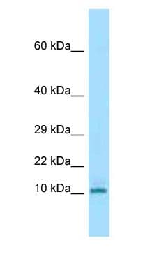 KRTAP3-3 Antibody (aa10-59)