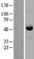 LAP3 Protein (Over-Expression Lysate Myc-DDK (Flag))