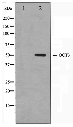 POU5F1 / OCT4 Antibody