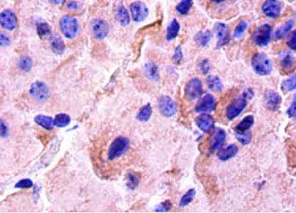 CREB1 / CREB Antibody