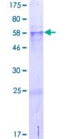 Human CCDC54 Protein (Recombinant GST)