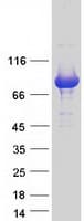 Human NCKIPSD / AF3P21 Protein (Recombinant Myc-DDK (Flag))