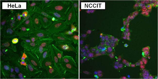 Goat Anti-Rabbit IgG Secondary Antibody (DY594)