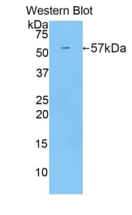 ERG-1 / CUZD1 Antibody (aa291-545, APC)
