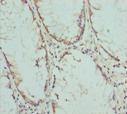 COG5 Antibody