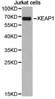 KEAP1 Antibody