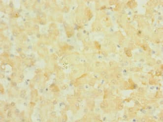 NOX3 Antibody