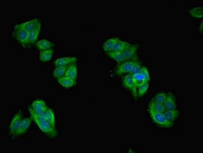 ASZ1 / Orf3 Antibody