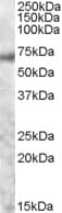 MYB / c-Myb Antibody (aa281-294)