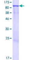 Human PLEKHA4 Protein (Recombinant GST)