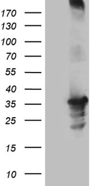 USB1 Antibody (clone OTI4B1, Carrier-free)