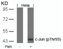 JUN / c-Jun Antibody