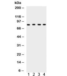XRCC5 / Ku80 Antibody