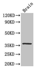 CREB1 / CREB Antibody