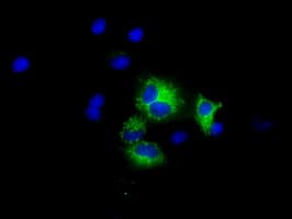 HMRF1L / MTRF1L Antibody (clone OTI2C6)