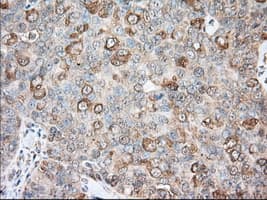 BCL10 / BCL-10 Antibody (clone OTI4A8, Carrier-free)
