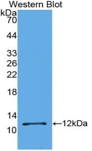 CXCL5 Antibody (aa45-114)