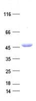 Human AZIN1 Protein (Recombinant DDK,C-terminus)