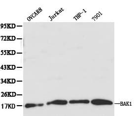 BAK1 / BAK Antibody