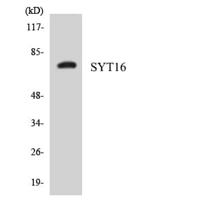 SYT16 Antibody (aa218-267)