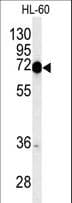 MT-CO1 / COX1 Antibody (aa195-224)